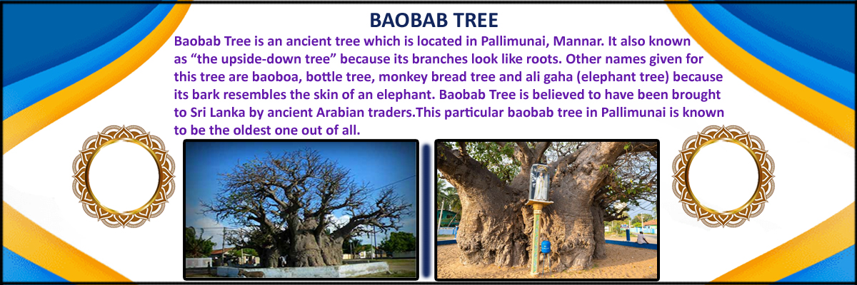 Baobab_tree