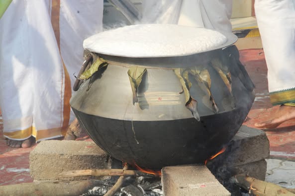 pongal251