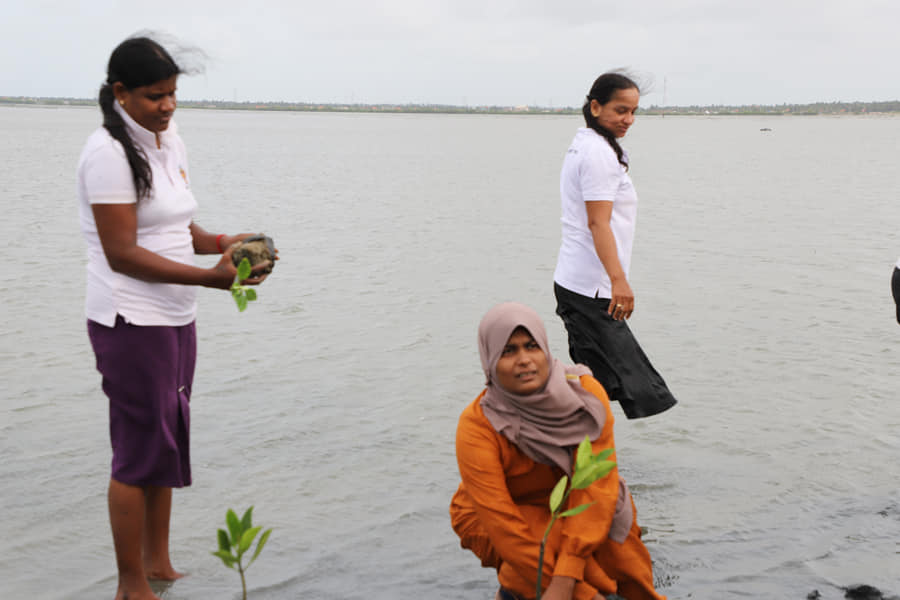 treeplanting4